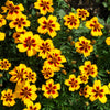 400 Dainty MARIETTA FRENCH MARIGOLD Tagetes Patula Red & Yellow Flower Seeds