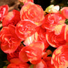10 ORANGE DOUBLE BEGONIA Tuberosa Tuberous Begonia Shade Flower Seeds
