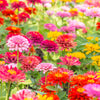 150 DWARF THUMBELINA ZINNIA Elegans Mixed Colors Flower Seeds