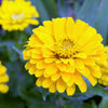 250 Yellow CANARY BIRD ZINNIA Elegans Flower Seeds