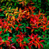 15 DWARF SACRED BAMBOO Heavenly Nandina Domestica Nana Pink Red Sun Shade Shrub Seeds