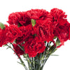 50 SCARLET RED CARNATION Dianthus Caryophyllus Grenadin Double Flower Seeds