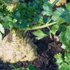 500 GIANT PRAGUE CELERIAC Apium Graveolens Celery Root Vegetable Seeds