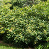 30 CHINESE SUMAC TREE Nutgall White Flowers Red Berries Rhus Chinensis Seeds