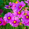 300 GLORIA COSMOS Bipinnatus 2-Tone Pink Fast Growing Flower Seeds
