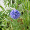 1500 GLOBE GILIA Bluehead Gilia Capitata Thimble Flower Seeds