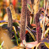 25 RED JEWEL MILLET Setaria Italica Ornamental Grass Flower Seeds
