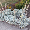 100 Wolly LAMBS EAR Stachys Byzantina Silvery Fuzzy Leaves Purple Flower Seeds