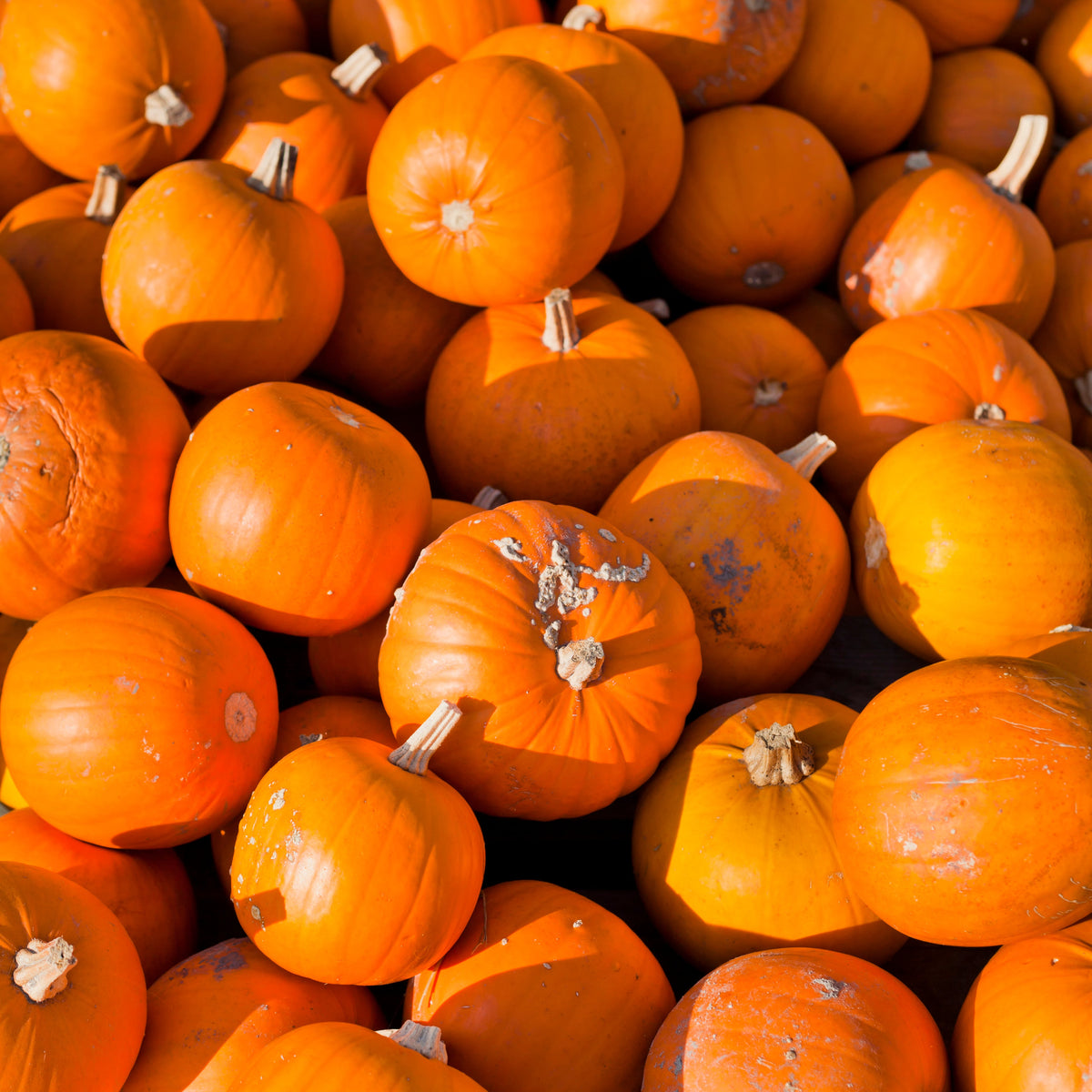 Small Sugar Pumpkin Seeds (Cucurbita pepo)
