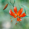 10 CORAL LILY Siberian Turk's Cap Lilium Pumilum Coral Red Fragrant Flower Seeds