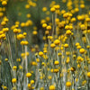 20 Yellow BILLY BUTTONS / WOLLYHEADS Craspedia Globosa Flower Seeds