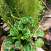 Chinese Plantain Seeds – Plantago Asiatica Herb Flower – photo 4