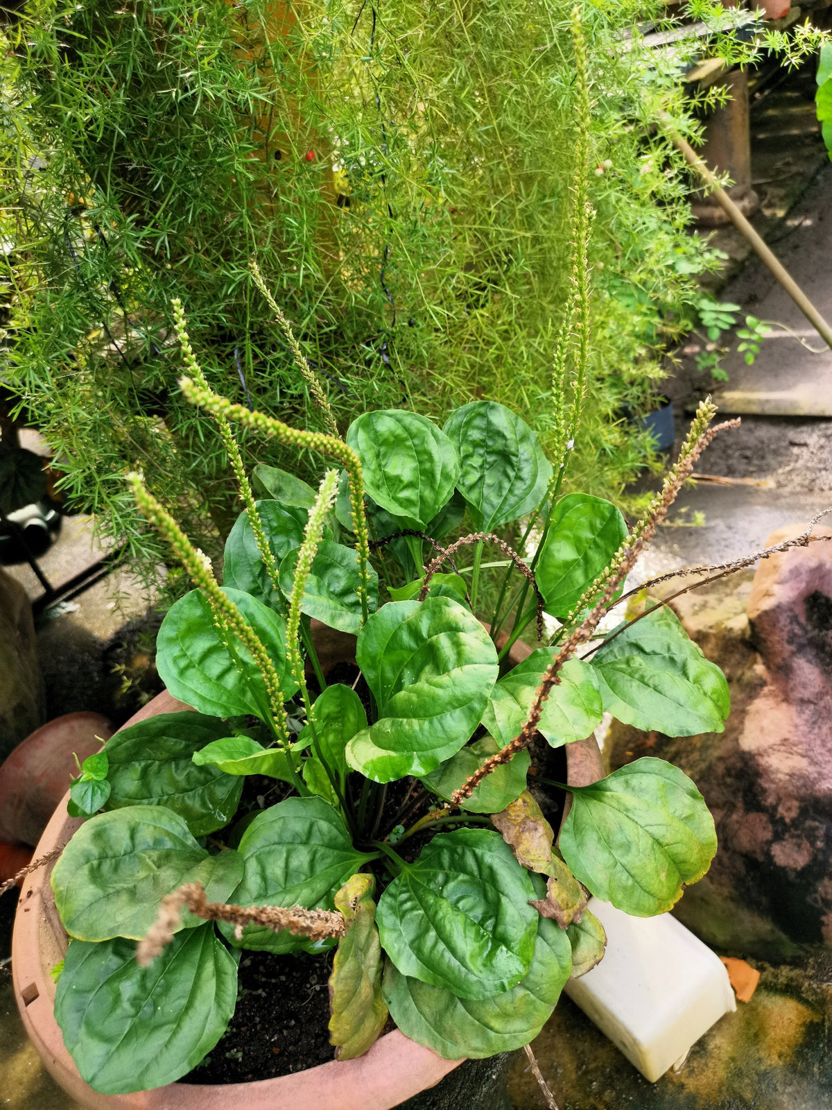 Chinese Plantain Seeds – Plantago Asiatica Herb Flower – photo 4