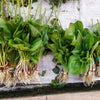 Chinese Plantain Seeds – Plantago Asiatica Herb Flower – photo 6