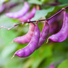 Ruby Moon Hyacinth Bean Seeds – Lablab Purpureus Blue Purple White Flower Ornamental Vine – photo 9