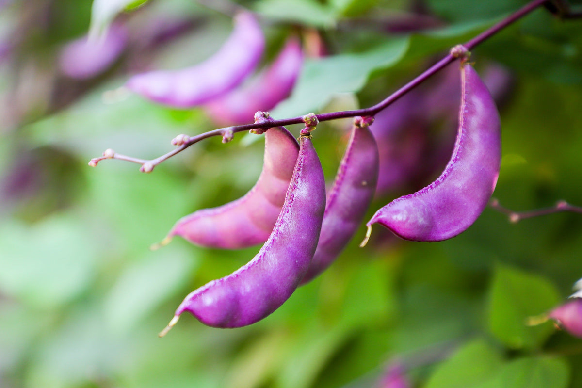 Ruby Moon Hyacinth Bean Seeds – Lablab Purpureus Blue Purple White Flower Ornamental Vine – photo 9