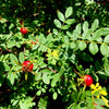 10 Yellow MANCHU ROSE Bush Rosa Xanthina Hummingbird Flower Seeds