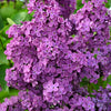 25 FRENCH / Old FASHIONED LILAC Syringa Vulgaris Flower Shrub Bush Seeds