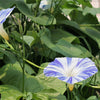 40 CARNEVALE di VENEZIA MORNING GLORY Pink & Purple with White Stripes Ipomoea Purpurea Flower Vine Seeds