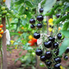Purple Cherry Tomato Seeds – Lycopersicon Indeterminate Fruit Vegetable – photo 7