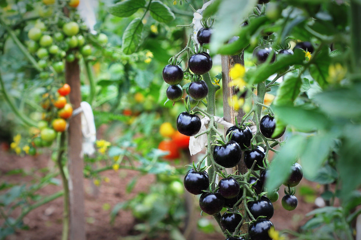 Purple Cherry Tomato Seeds – Lycopersicon Indeterminate Fruit Vegetable – photo 7