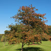 50 WASHINGTON HAWTHORN Crataegus Phaenopyrum Mayflower Shrub Tree Edible Fruit & White Flowers Seeds