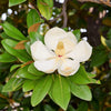 10 SOUTHERN MAGNOLIA TREE 12" White Flowers Native Grandiflora Bull Bay Seeds