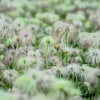 50 PULSATILLA Chinensis / Chinese Purple PASQUE Flower ANEMONE Herb Seeds