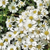 100 WHITE HEATH ASTER Prairie Ericoides Flower Seeds