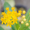 10 SILKY GOLD MILKWEED Butterfly Weed Asclepias Curassavica Monarch Flower Seeds