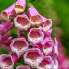 1000 PINK FOXGLOVE Digiitalis Purpurea Flower Seeds