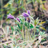 50 PULSATILLA Chinensis / Chinese Purple PASQUE Flower ANEMONE Herb Seeds