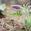 50 PULSATILLA Chinensis / Chinese Purple PASQUE Flower ANEMONE Herb Seeds