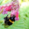 10 BLEEDING HEART - PINK Old Fashioned Dicentra Formosa Shade Flower Seeds
