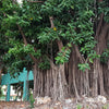 50 BANYAN / BANYAN FIG TREE East Indian Ficus Benghalensis Aerial Root Houseplant Seeds