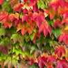 Boston Ivy Seeds – ( Bostonian Ivy / Wall Ivy ) Parthenocissus Tricuspidata Veitchii Vine Flower – photo 12