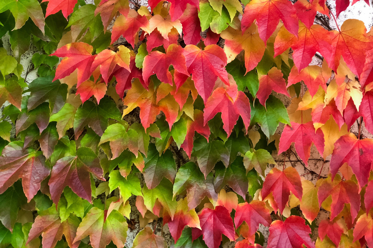 Boston Ivy Seeds – ( Bostonian Ivy / Wall Ivy ) Parthenocissus Tricuspidata Veitchii Vine Flower – photo 12