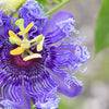 Purple Passion Flower Passion Fruit Granadilla Passiflora Incarnata Vine Seeds – photo 3