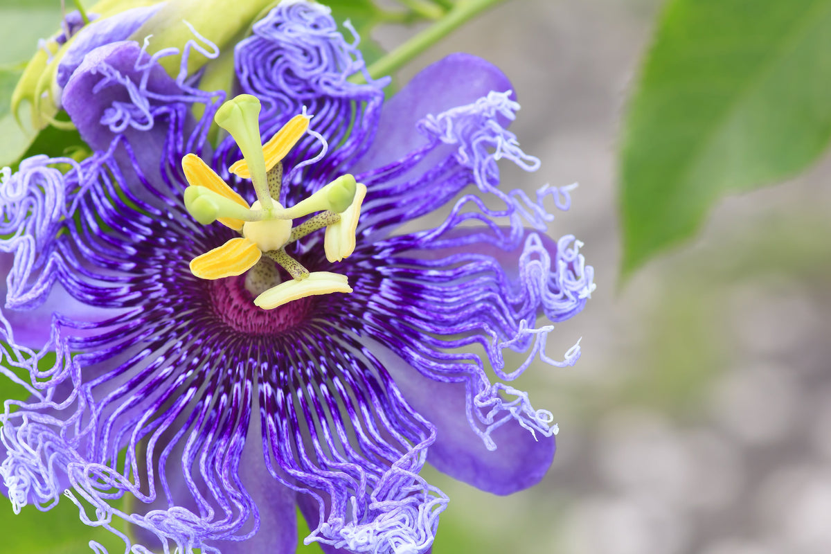 Purple Passion Flower Passion Fruit Granadilla Passiflora Incarnata Vine Seeds – photo 3