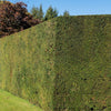 10 ENGLISH YEW Taxus Baccata Tree Shrub Conifer Sun or Shade Red Ornamental Berry Seeds