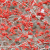 50 WASHINGTON HAWTHORN Crataegus Phaenopyrum Mayflower Shrub Tree Edible Fruit & White Flowers Seeds
