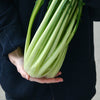 250 CICORIA CATALOGNA Puntarelle Chicorium Chicory Vegetable Seeds
