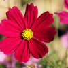 300 RED COSMOS DAZZLER Cosmos Bipinnatus Flower Seeds
