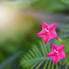 Cypress Vine Mix Seeds – Ipomoea Quamoclit Convolvulus Hummingbird Star Morning Glory Cardinal Creeper Flower – photo 4