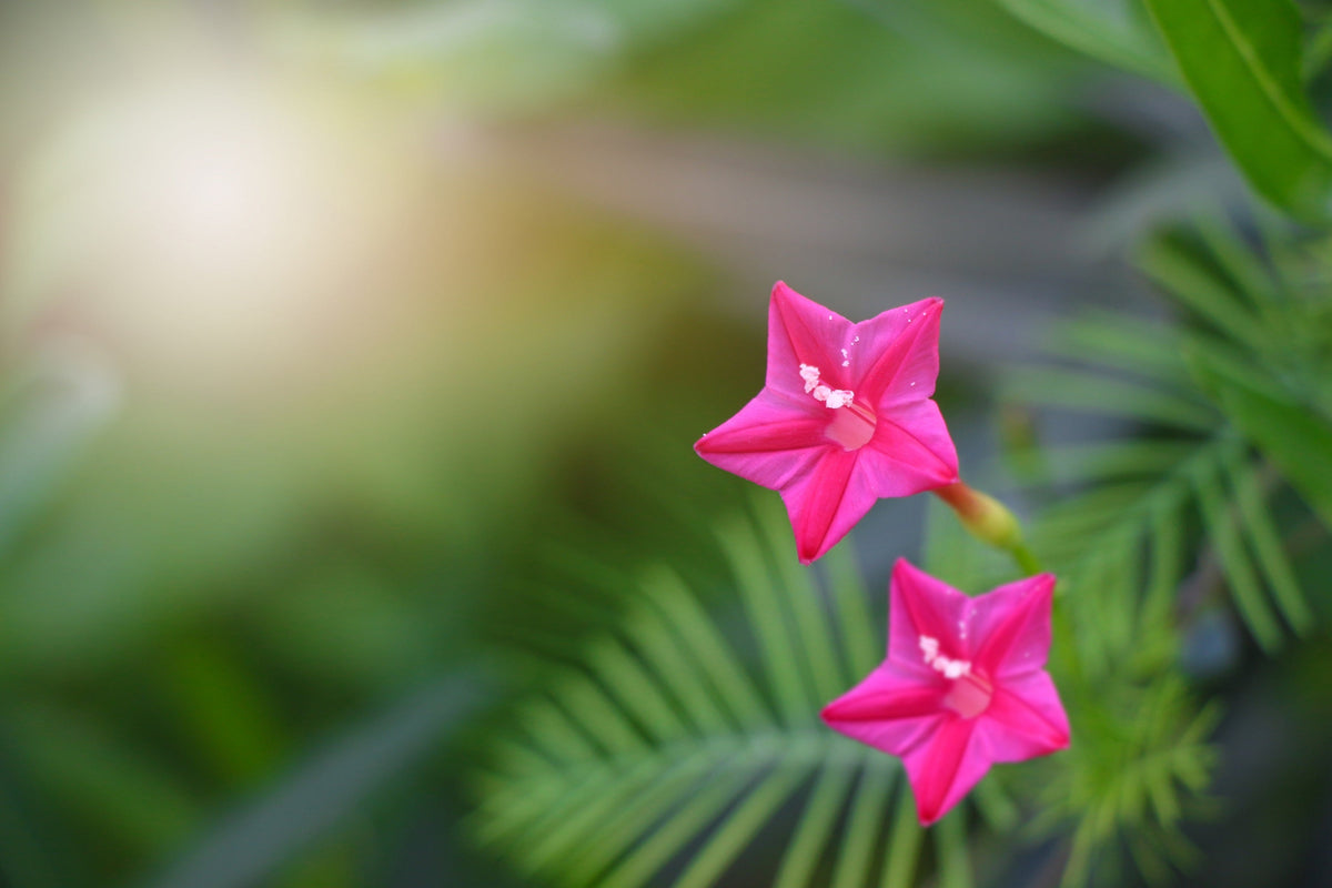 Cypress Vine Mix Seeds – Ipomoea Quamoclit Convolvulus Hummingbird Star Morning Glory Cardinal Creeper Flower – photo 4