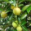 1 NUTMEG TREE Seed Myristica Fragrans Pala MACE Fruit Nut Pumpkin Pie Spice