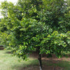 1 NUTMEG TREE Seed Myristica Fragrans Pala MACE Fruit Nut Pumpkin Pie Spice