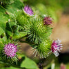 200 Great BURDOCK Arctium Lappa (Edible Burdock / Cockle-Button / Beggar's Buttons) HERB Flower Seeds