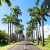 10 Florida ROYAL PALM Roystonea Regia Tree Houseplant Seeds