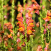 250 ORANGE WONDER SNAPDRAGON Antirrhinum Majus Flower Seeds